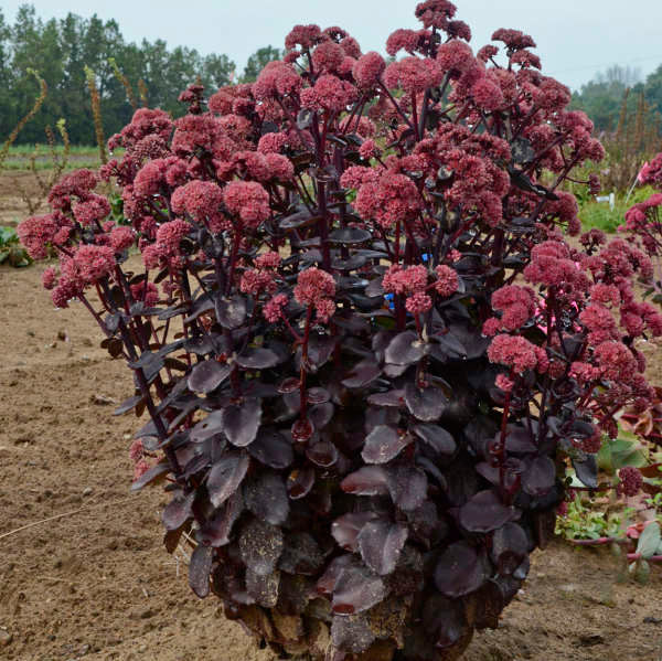 Sedum 'Night Embers'