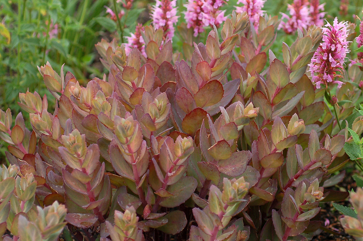 Sedum maximum 'Thunderhead'
