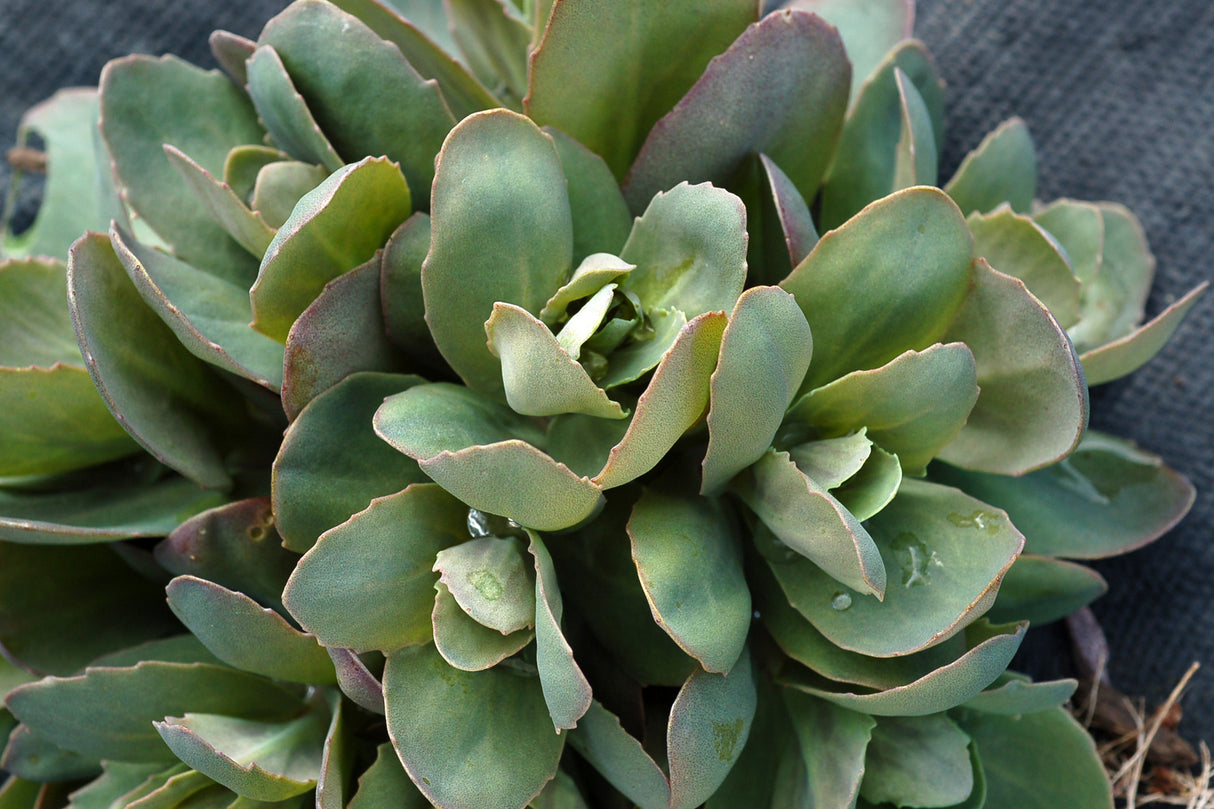 Sedum maximum 'Thunderhead'