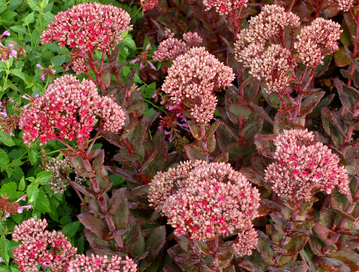Sedum maximum 'Thunderhead'