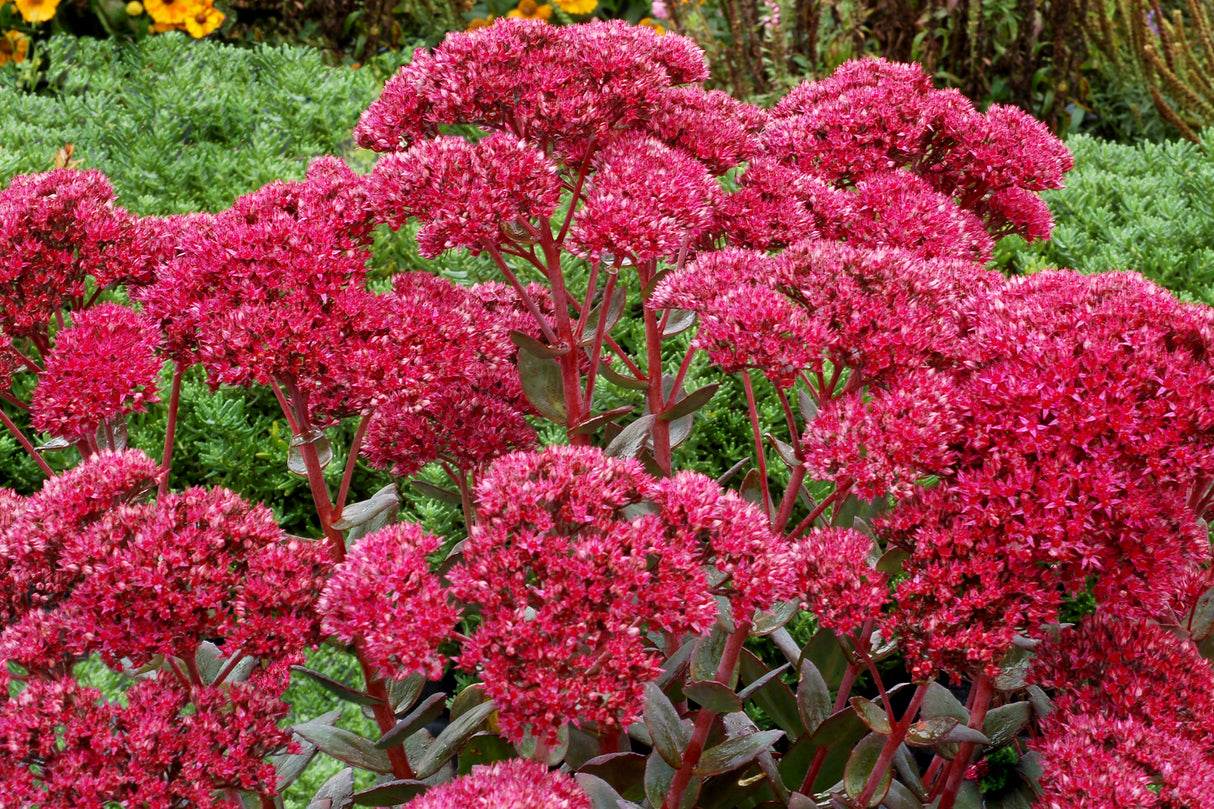 Sedum maximum 'Thunderhead'