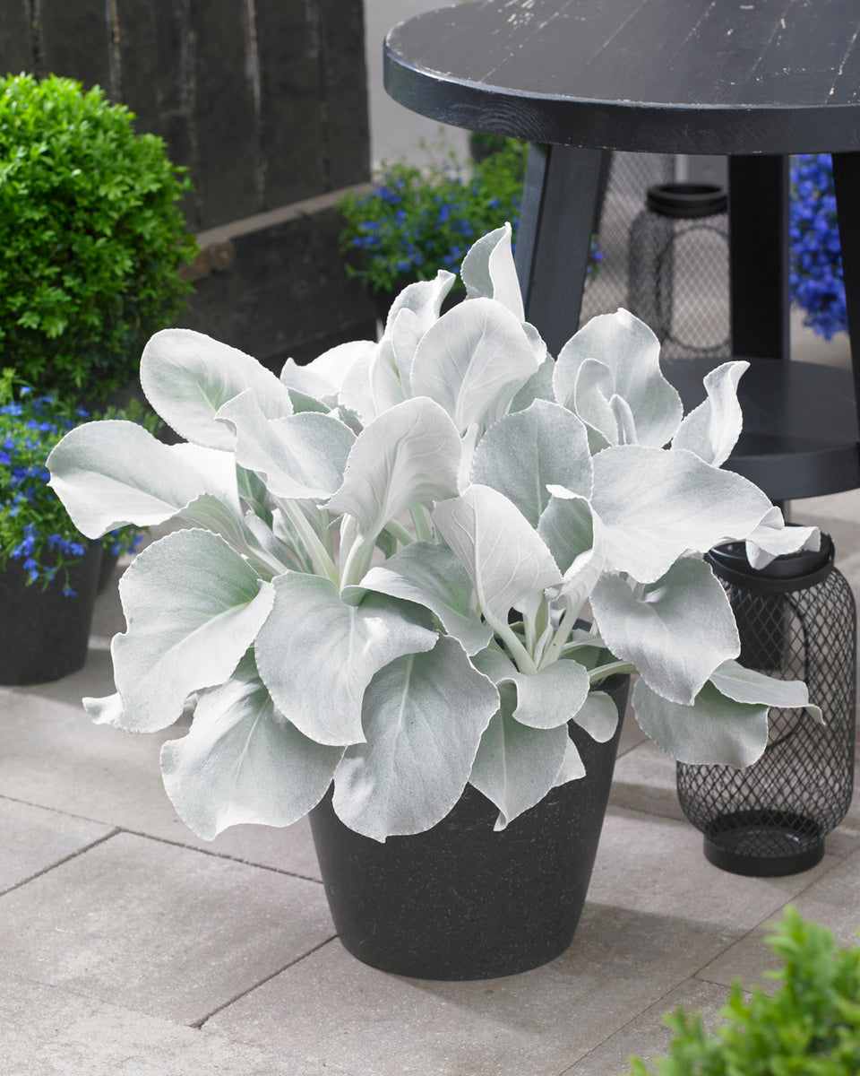 angel succulent Senecio candicans 'Angel Wings'