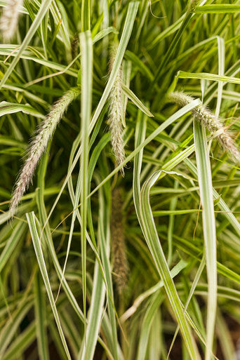 Pennisetum Graceful Grasses® 'Sky Rocket'