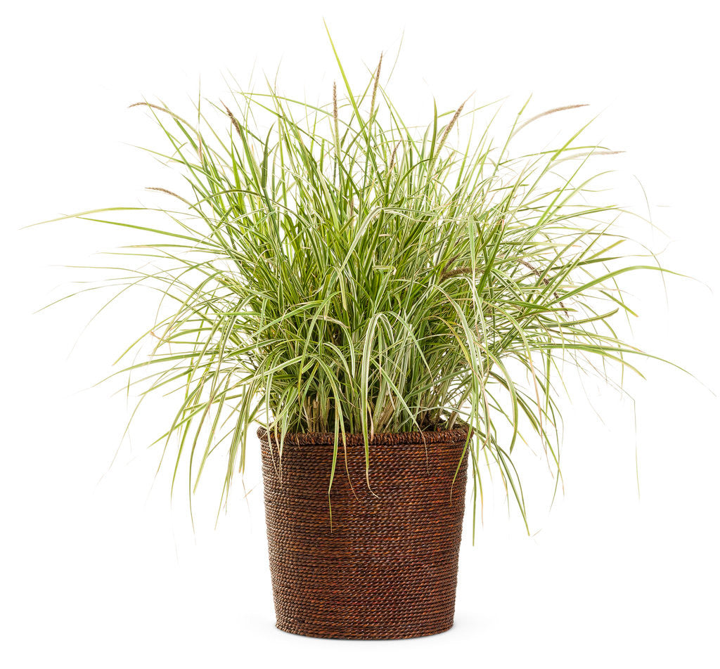 Pennisetum Graceful Grasses® 'Sky Rocket' in decorative pot