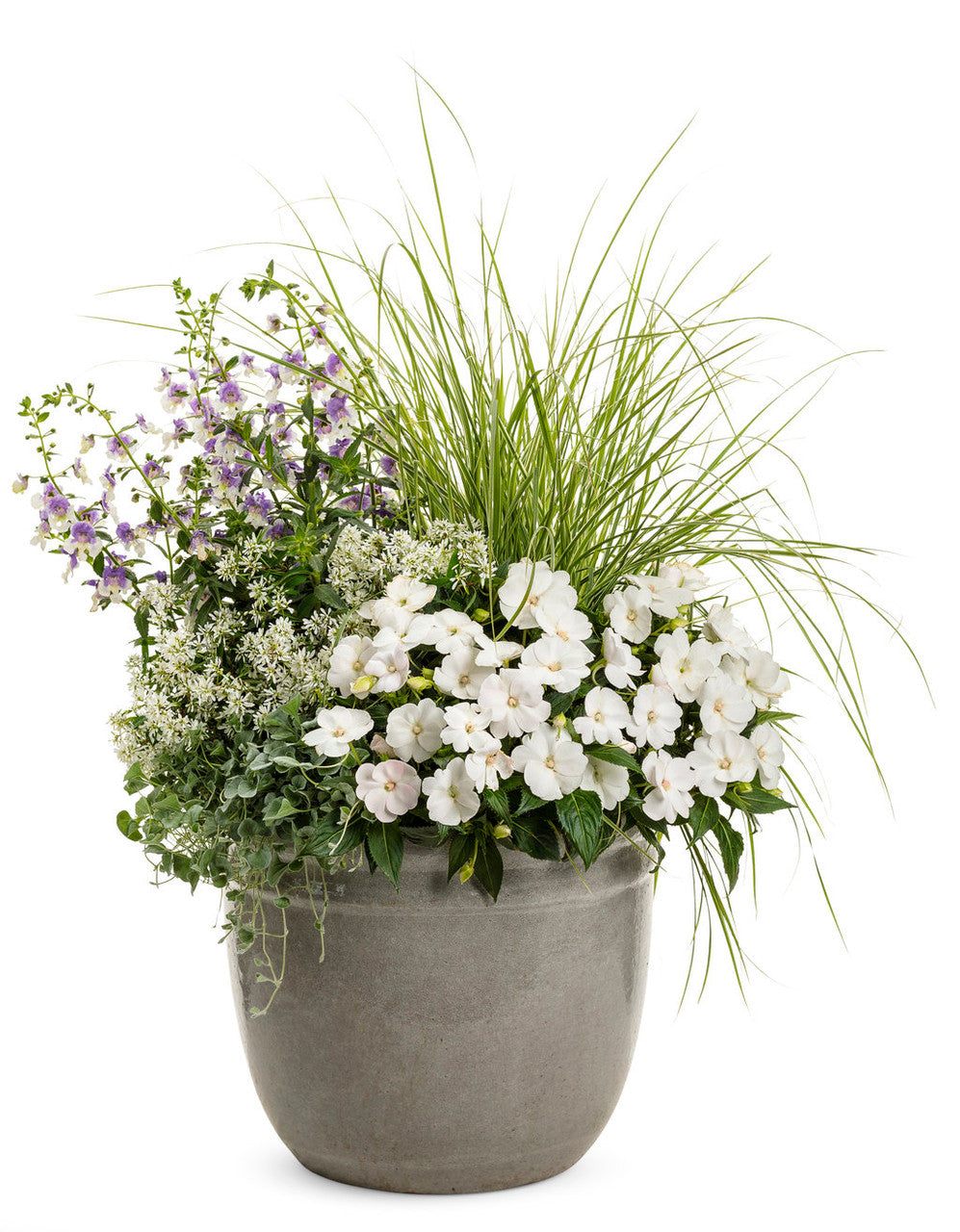 Pennisetum Graceful Grasses® 'Sky Rocket' combination