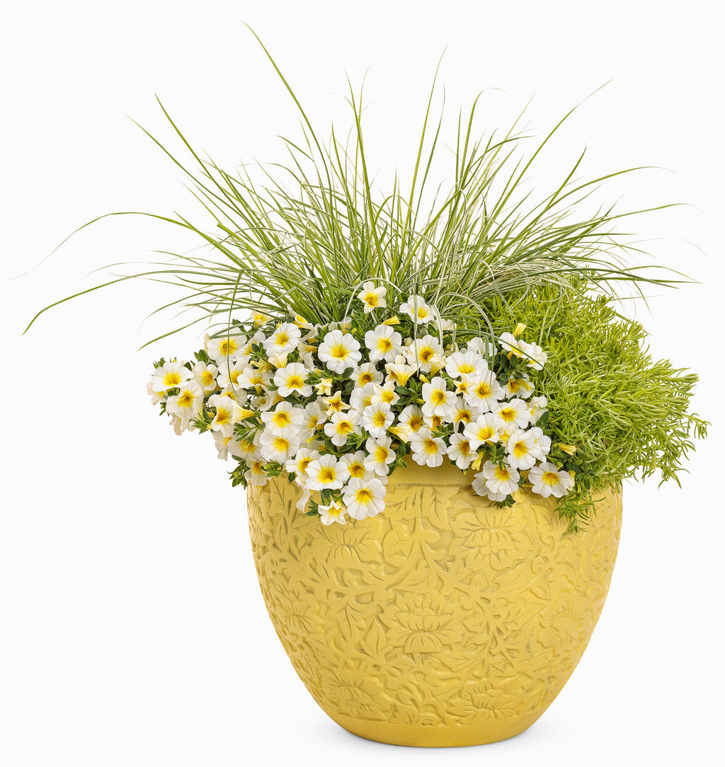 Pennisetum Graceful Grasses® 'Sky Rocket' combination