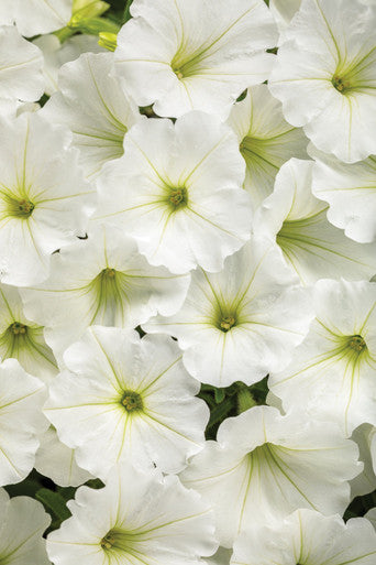 Petunia hybrid 'Supertunia Vista® Snowdrift™'