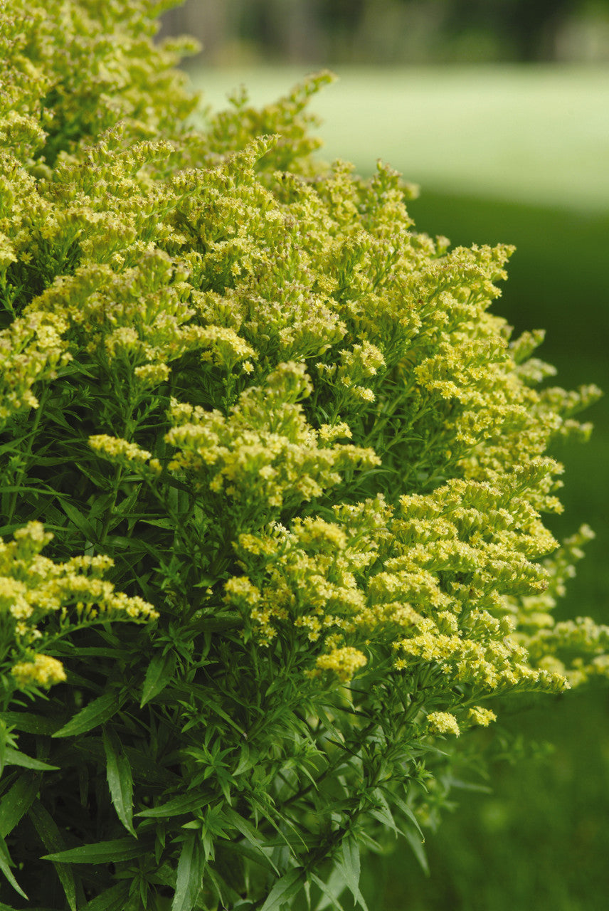 Solidago 'Little Lemon'
