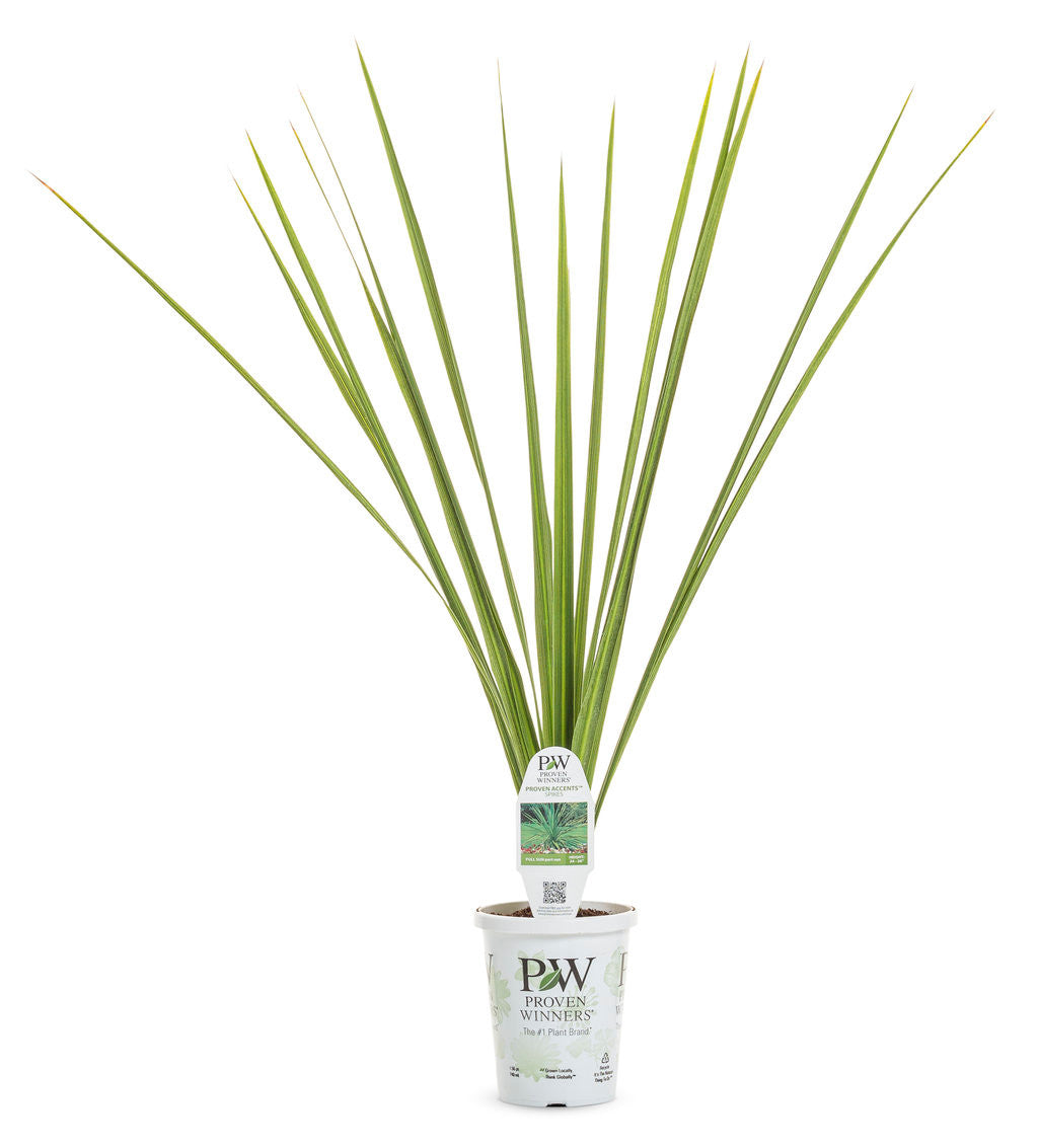 Dracaena indivisa 'Proven Accents® Spikes'