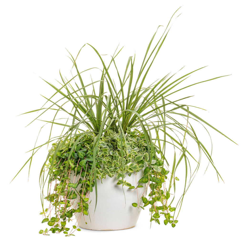 Dracaena indivisa 'Proven Accents® Spikes'