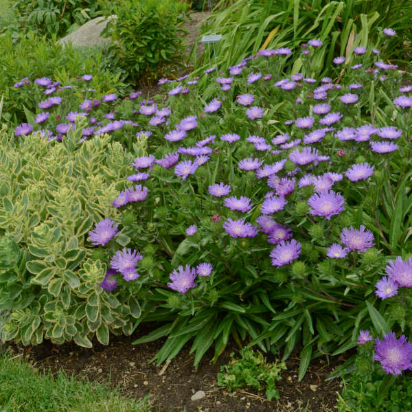 Stokesia laevis 'Honeysong Purple'