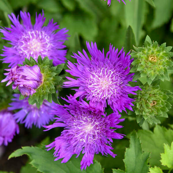 Stokesia laevis 'Honeysong Purple'