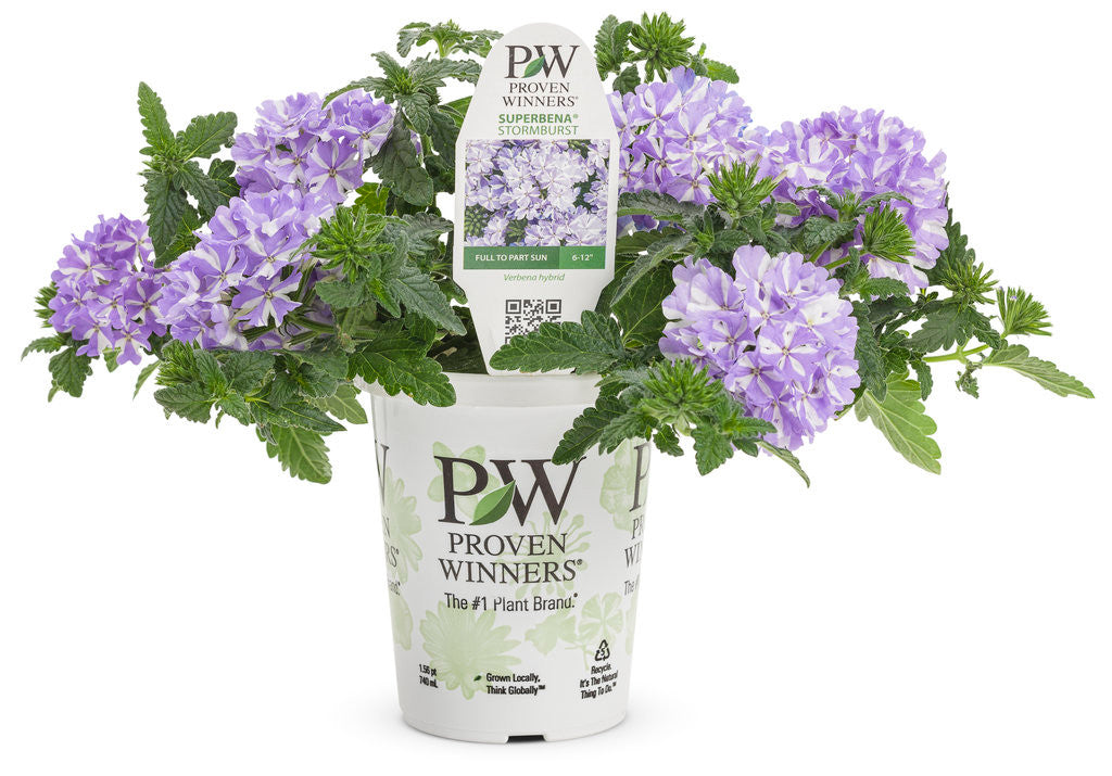 Verbena hybrid 'Superbena® Stormburst' in grower pot