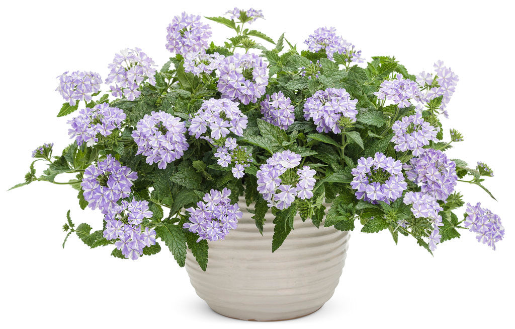 Verbena hybrid 'Superbena® Stormburst' in decorative pot