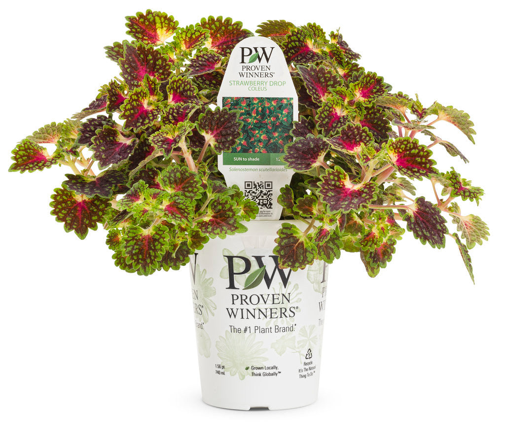 Coleus Solenostemon scutellarioides 'Colorblaze® Strawberry Drop' in grower pot