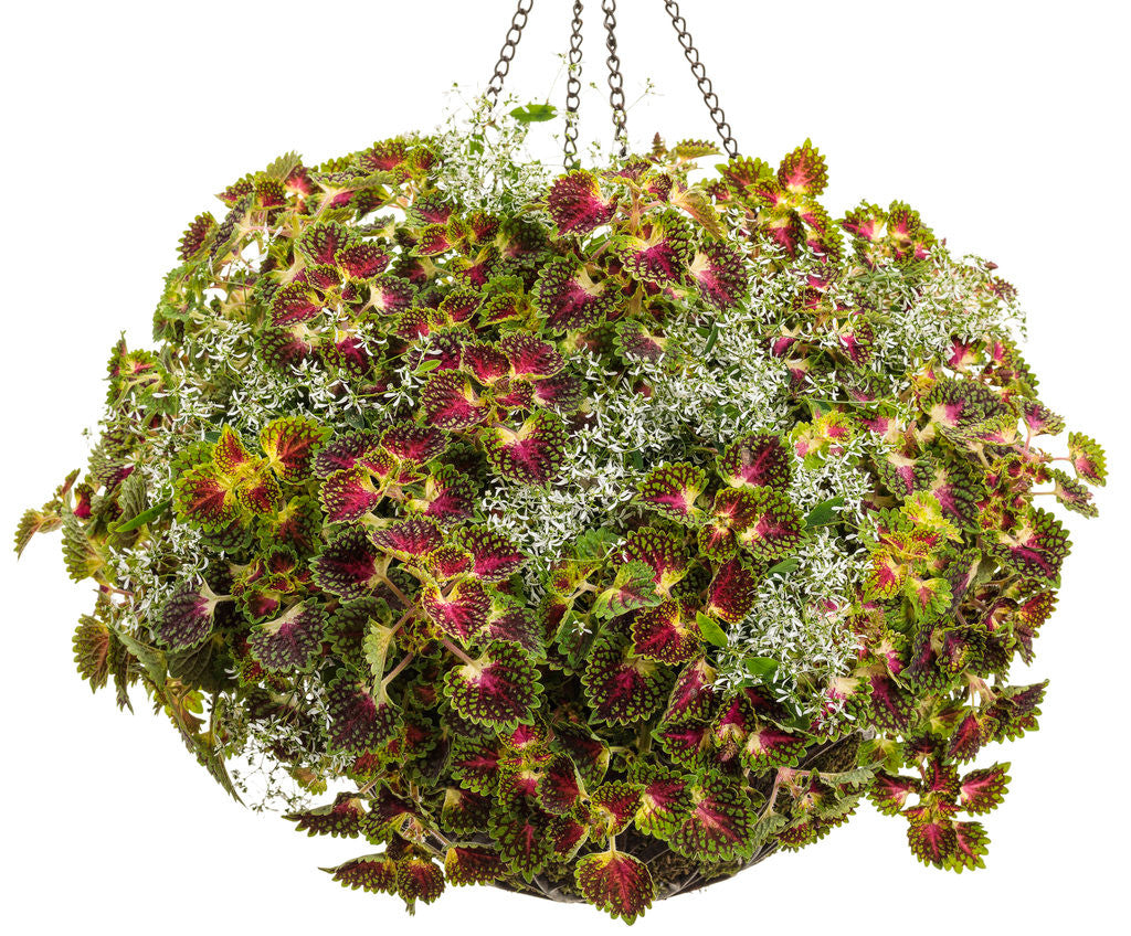 Coleus Solenostemon scutellarioides 'Colorblaze® Strawberry Drop' combination
