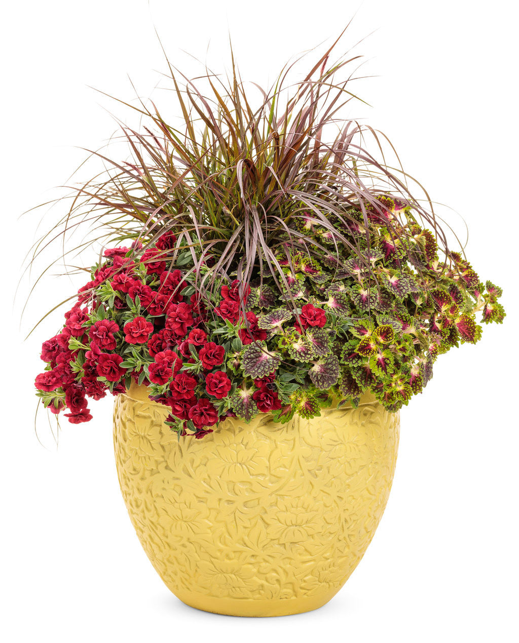 Coleus Solenostemon scutellarioides 'Colorblaze® Strawberry Drop' combination