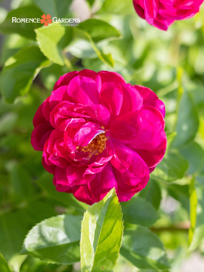 Rose 'Sultry Night™'