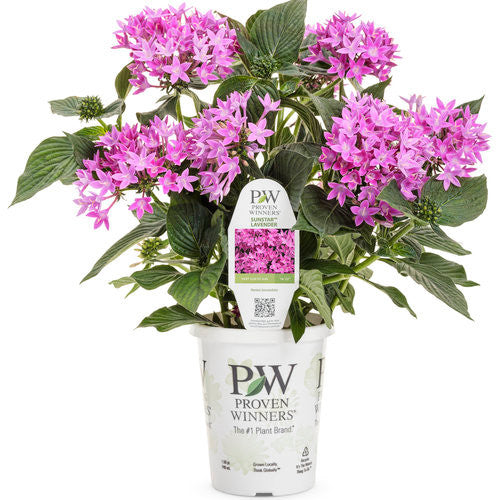 Pentas lanceolata 'Sunstar® Lavender' in grower pot