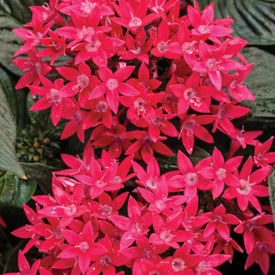 Pentas lanceolata 'Sunstar® Red'