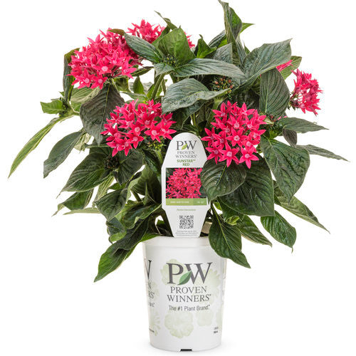 Pentas lanceolata 'Sunstar® Red' in grower pot