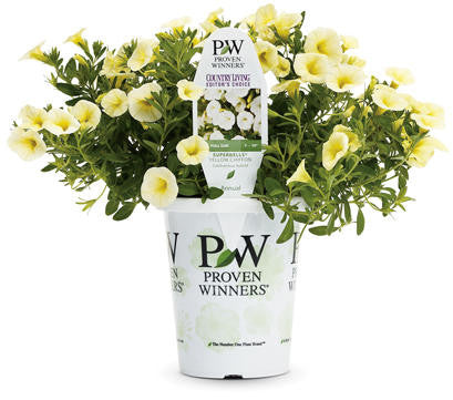 Calibrachoa hybrid 'Superbells® Yellow Chiffon'