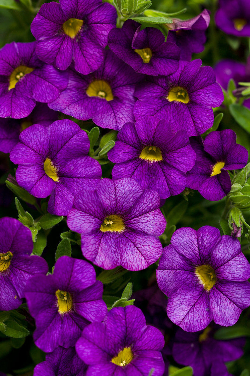 Calibrachoa hybrid 'Superbells® Blue Improved' close up