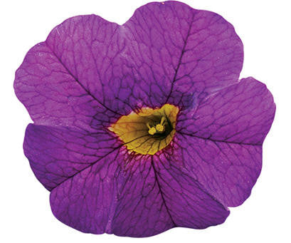 Calibrachoa hybrid 'Superbells® Blue' flower