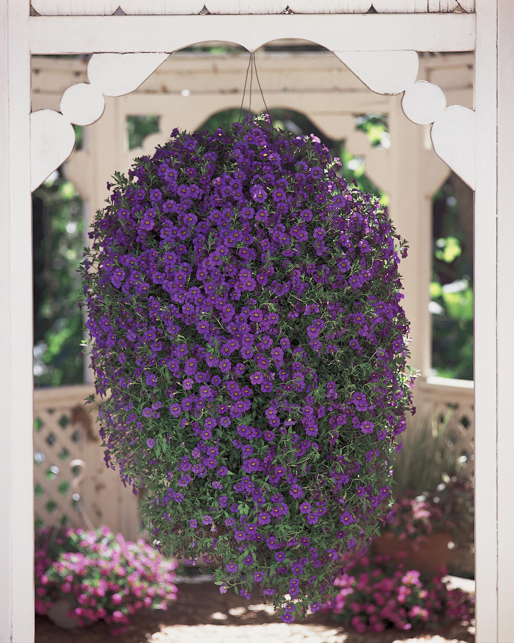 Calibrachoa hybrid 'Superbells® Blue' in hanging basket