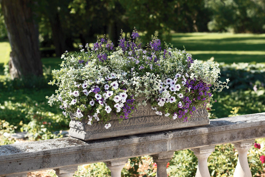 Calibrachoa hybrid 'Superbells® Blue' combination