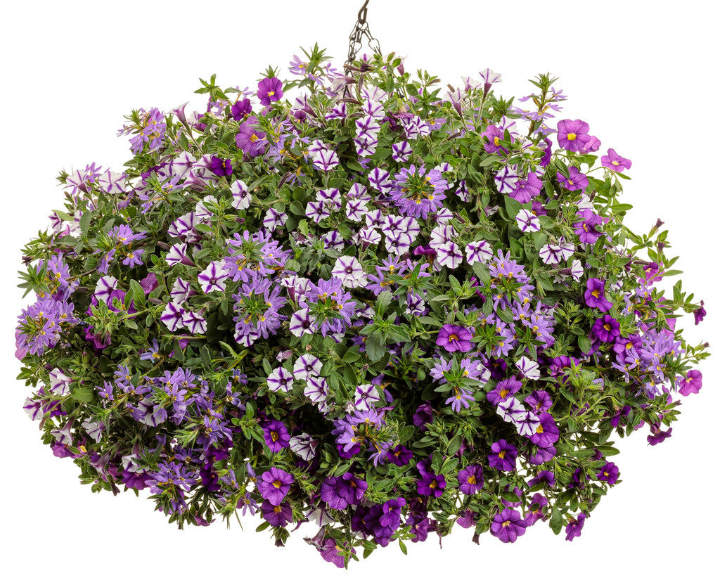 Calibrachoa hybrid 'Superbells® Blue' combination