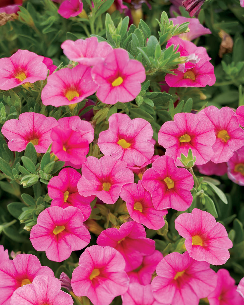 Calibrachoa hybrid 'Superbells® Pink'