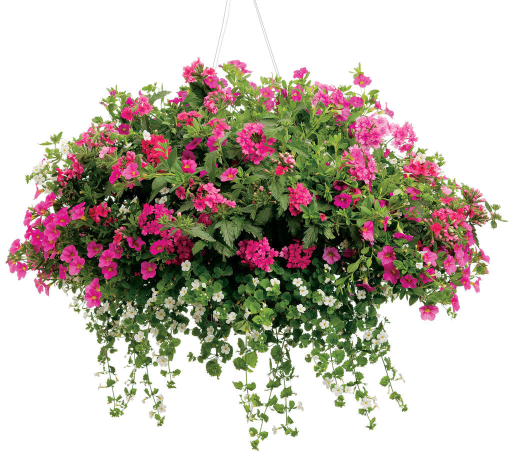 Calibrachoa hybrid 'Superbells® Pink' combination