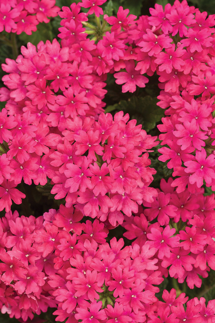 Verbena hybrid 'Superbena® Raspberry' – Romence Gardens & Greenhouses