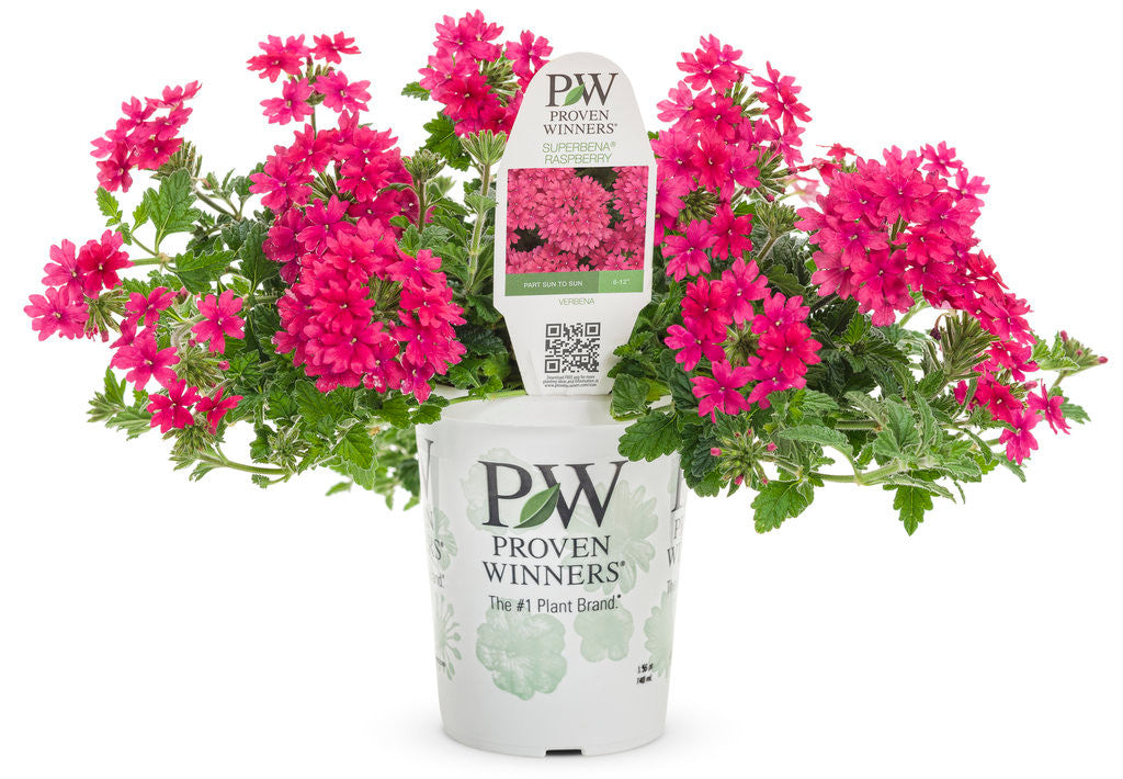 Verbena hybrid 'Superbena® Raspberry' in grower pot