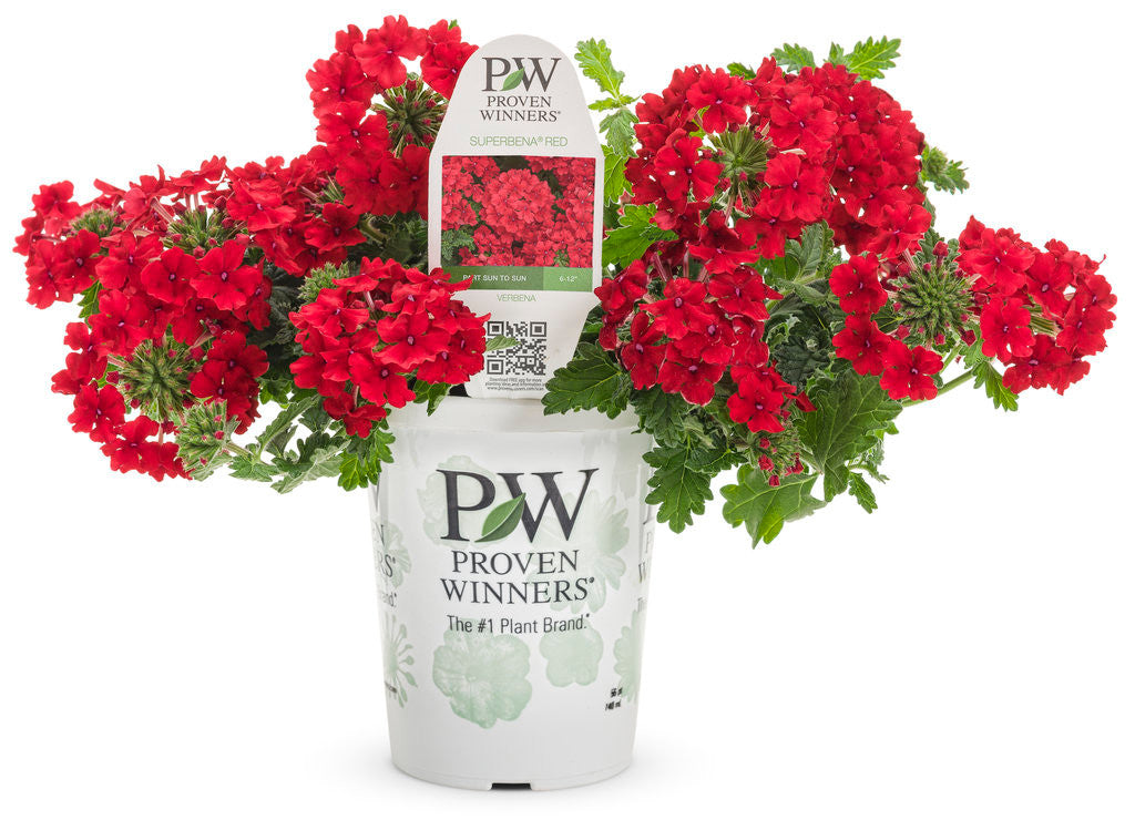 Verbena hybrid 'Superbena® Red' in grower pot
