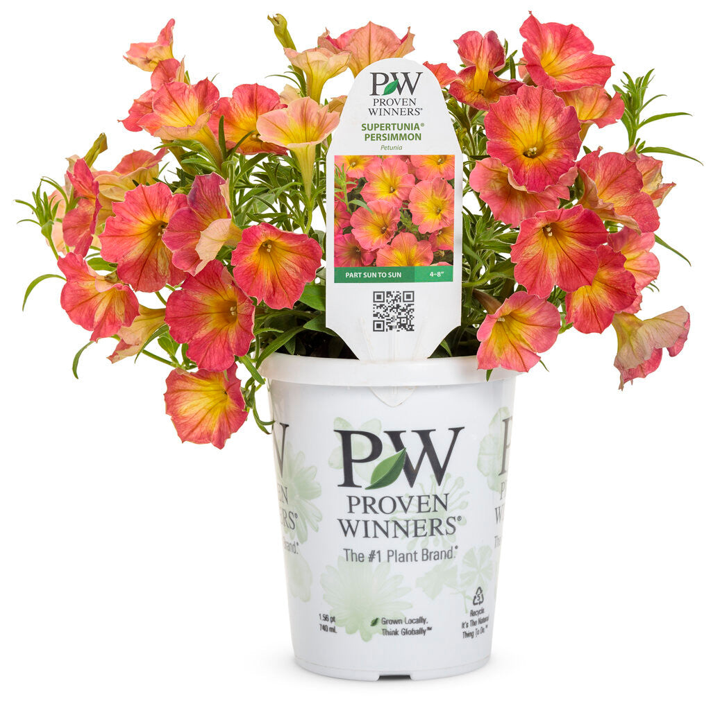 Petunia hybrid 'Supertunia® Persimmon' in pot