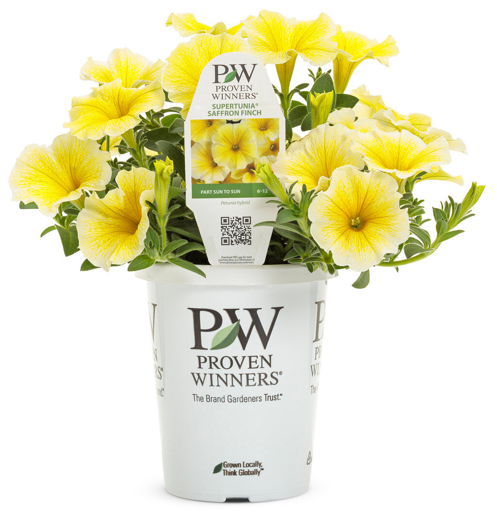 Petunia hybrid 'Supertunia® Saffron Finch™' in grower pot