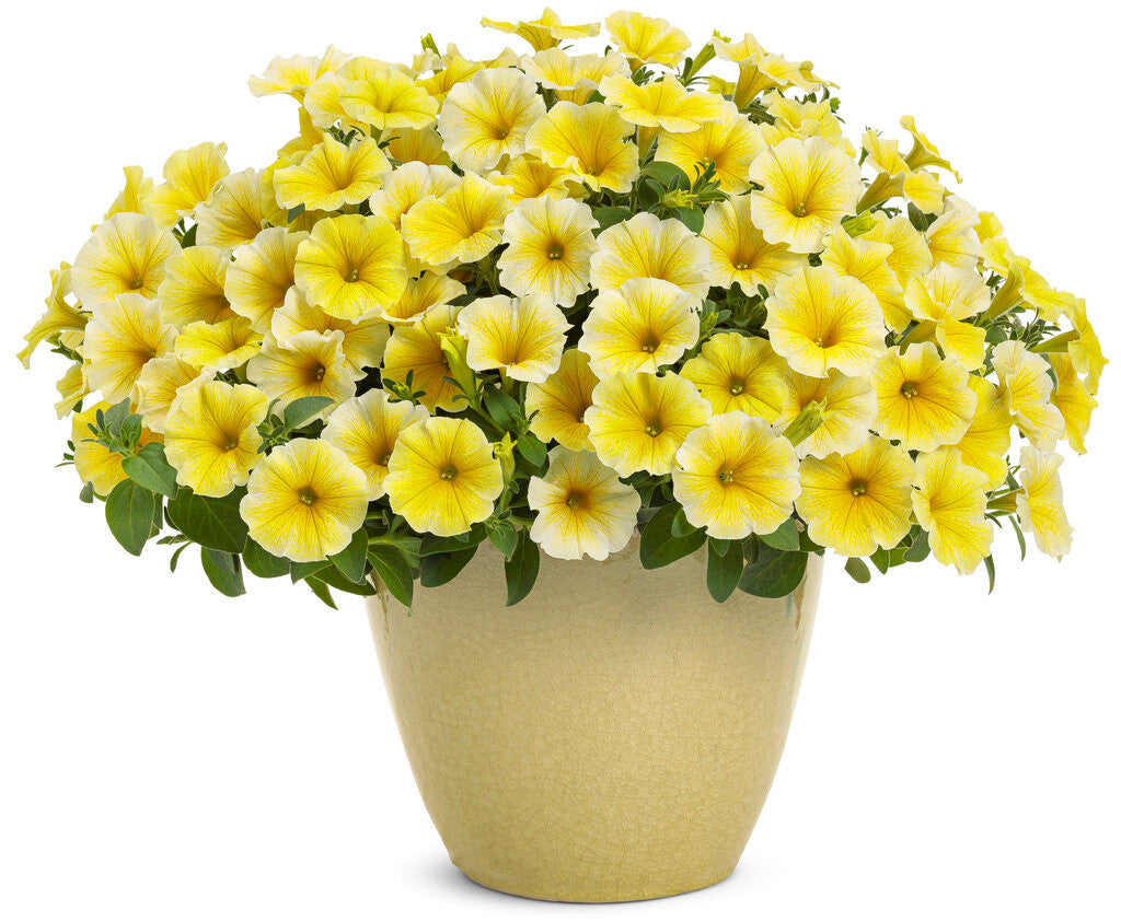 Petunia hybrid 'Supertunia® Saffron Finch™' in pot