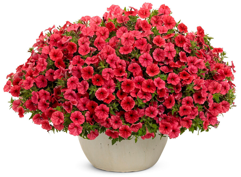 Petunia hybrid 'Supertunia Mini Vista® Scarlet' in decorative pot