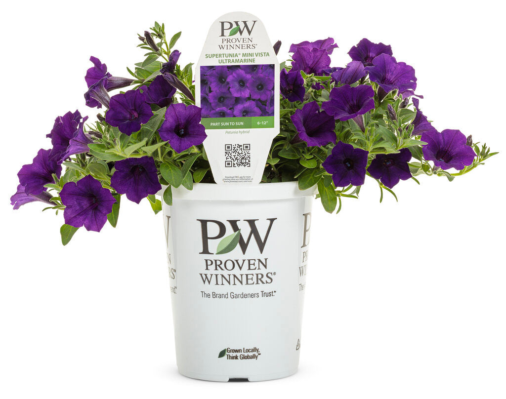 Petunia hybrid 'Supertunia Mini Vista® Ultramarine' in grower pot