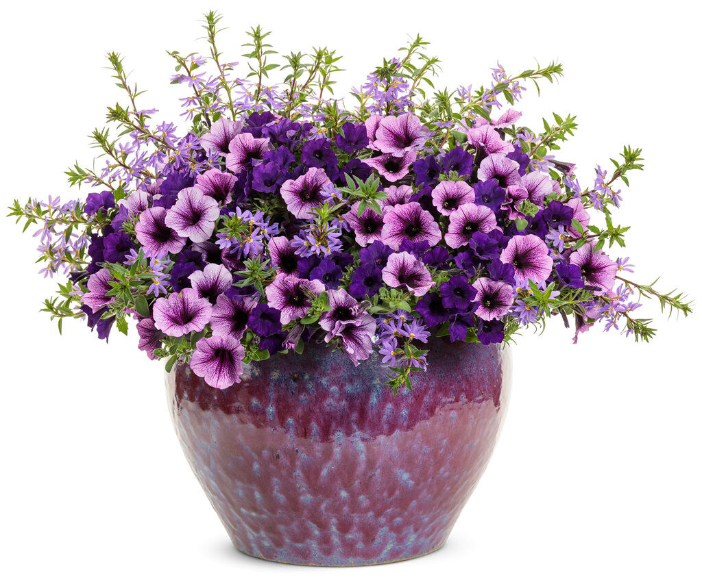 Petunia hybrid 'Supertunia Mini Vista® Ultramarine' combination