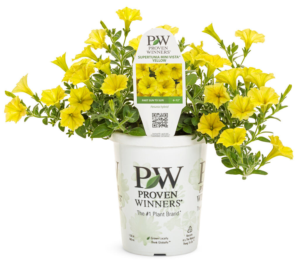 Petunia hybrid 'Supertunia Mini Vista® Yellow' in pot