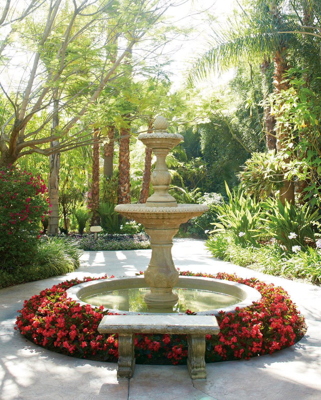 Begonia benariensis 'Surefire® Red'