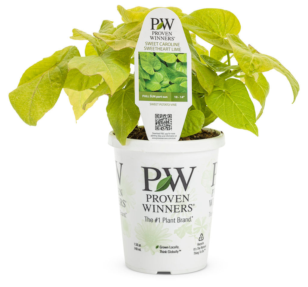 Ipomoea batatas Proven Accents® 'Sweet Caroline Sweetheart Lime' in grower pot
