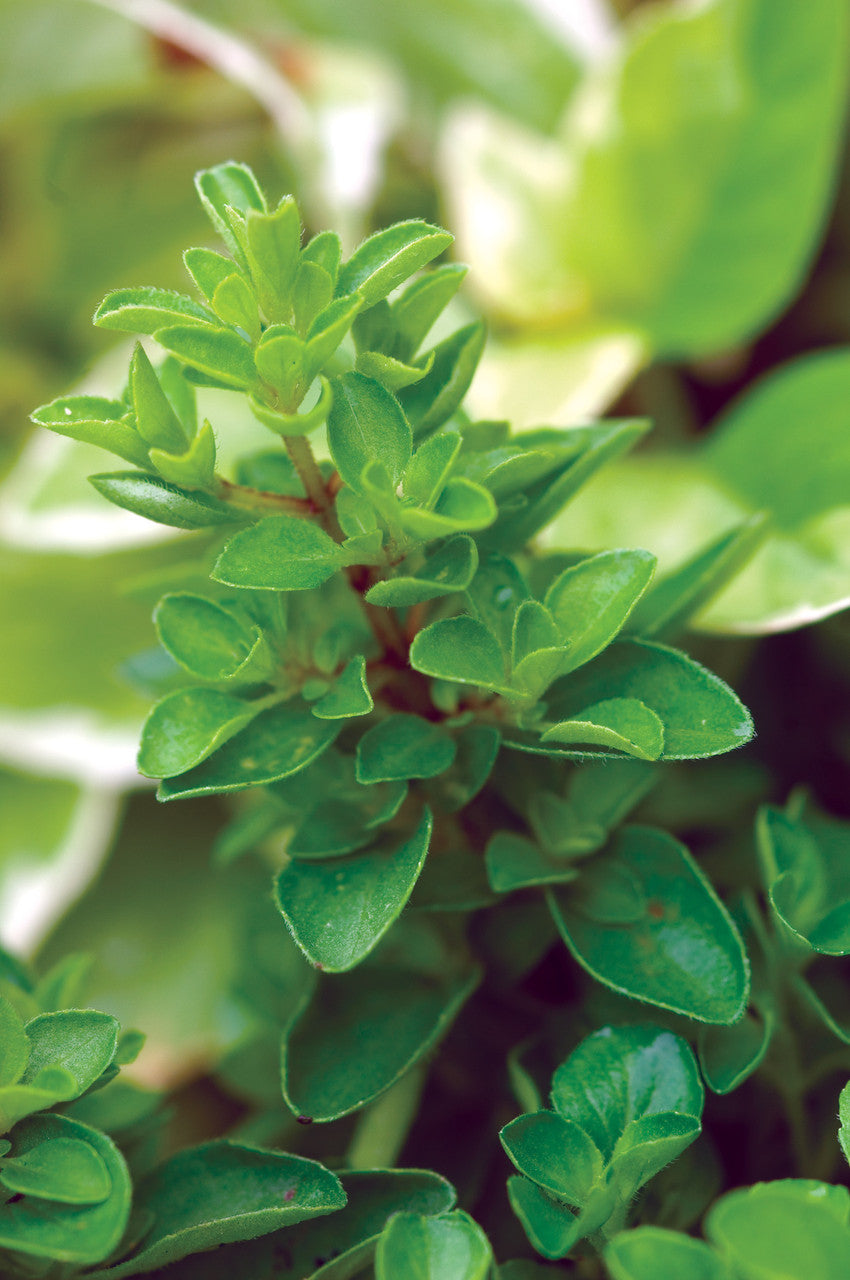 Sweet Marjoram
