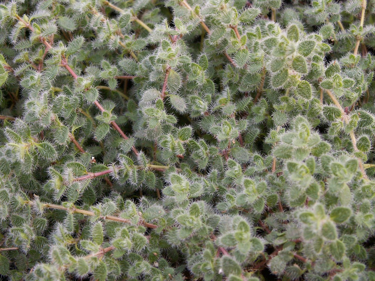 thymus_pseodoanuginosus__58485