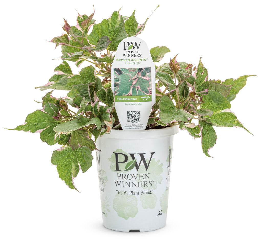 Ipomoea batatas Proven Accents® 'Tricolor' in grower pot