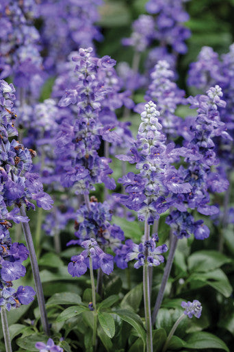 Salvia farinacea 'Unplugged® So Blue™'