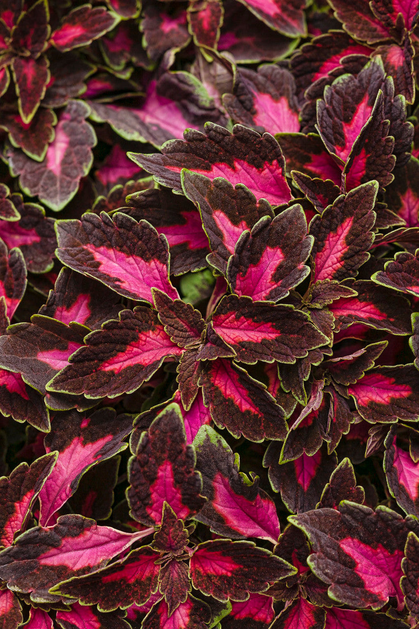 Coleus Solenostemon scutellarioides 'ColorBlaze® Velveteen®'
